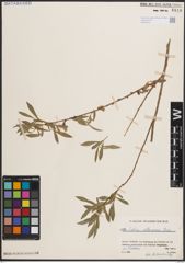 Foto von Salix elbursensis Boiss.